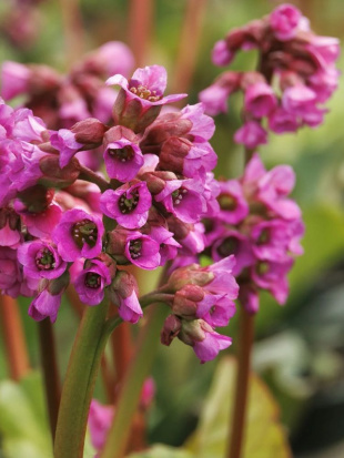 Бадан Винтерглат (Winterglut)