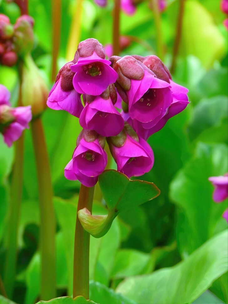 Бадан Винтерглат (Winterglut) купить с доставкой