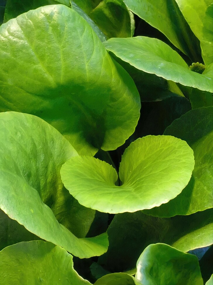 Бадан Винтерглат (Winterglut) купить с доставкой