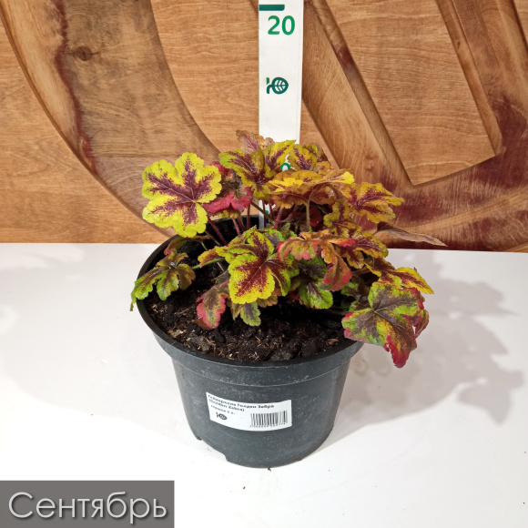 Гейхерелла Голден Зебра (Golden Zebra) купить с доставкой