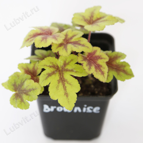 Гейхерелла Голден Зебра (Golden Zebra) купить с доставкой