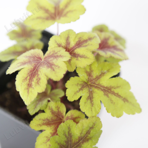Гейхерелла Голден Зебра (Golden Zebra) купить с доставкой