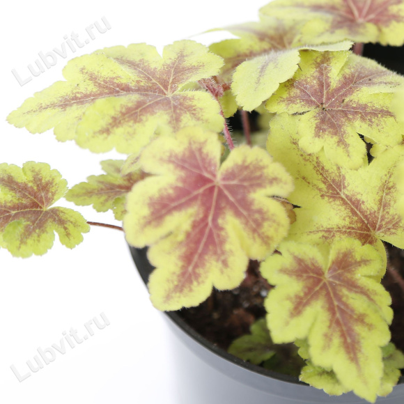 Гейхерелла Голден Зебра (Golden Zebra) купить с доставкой