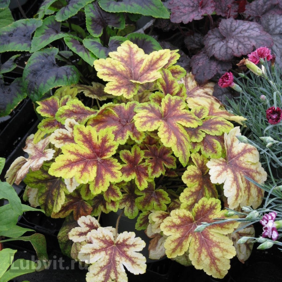 Гейхерелла Голден Зебра (Golden Zebra) купить с доставкой