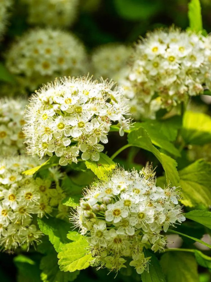 Пузыреплодник Наггет (Nugget) купить с доставкой