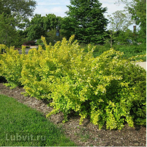 Пузыреплодник Наггет (Nugget) купить с доставкой Пузыреплодник Наггет (Nugget) купить с доставкой