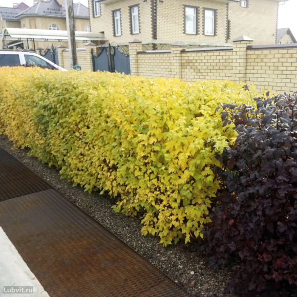 Пузыреплодник Наггет (Nugget) купить с доставкой Пузыреплодник Наггет (Nugget) купить с доставкой