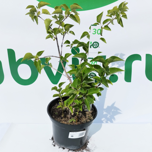 Сирень Оля купить с доставкой