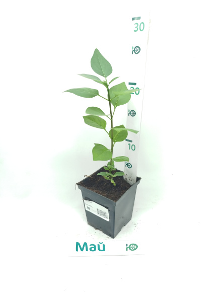 Сирень Оля купить с доставкой