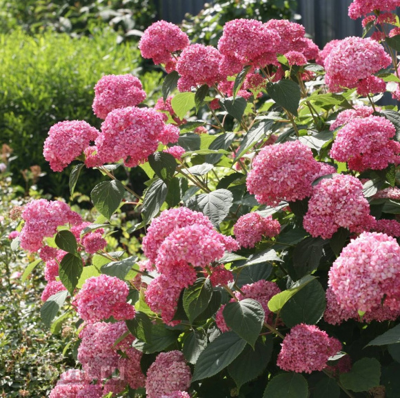 Гортензия Пинк Аннабель (Pink Annabelle) древовидная купить с доставкой
