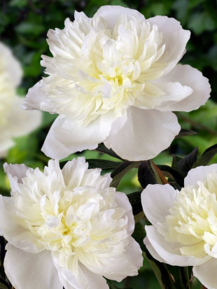 Пион Дюшес де Немур (Duchesse de Nemours)