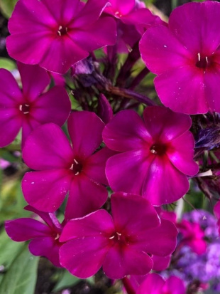 Флокс Ялтинская ночь