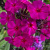 Флокс Ялтинская ночь купить с доставкой