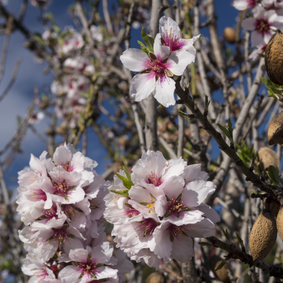 Миндаль горький купить с доставкой Миндаль горький купить с доставкой