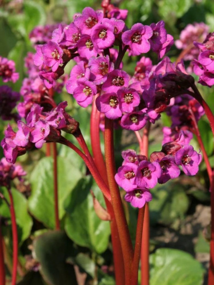 Бадан Эроика (Eroica) купить с доставкой