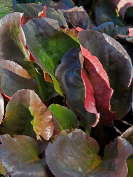 Бадан Эроика (Eroica) купить с доставкой