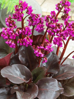 Бадан Эроика (Eroica) Бадан Эроика (Eroica)