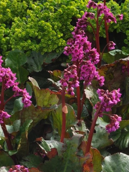 Бадан Эроика (Eroica) купить с доставкой