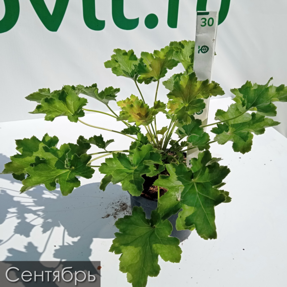 Гейхера Нокаут (Knock Out) купить с доставкой