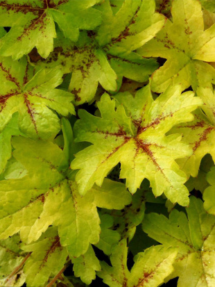 Гейхера Голд Страйк (Gold strike)