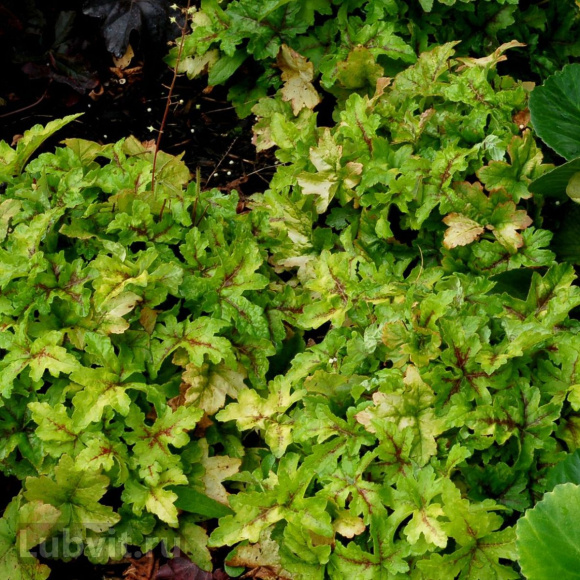 Гейхера Голд Страйк (Gold strike) купить с доставкой