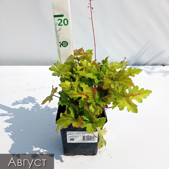 Гейхера Голд Страйк (Gold strike) купить с доставкой