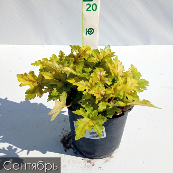 Гейхера Голд Страйк (Gold strike) купить с доставкой