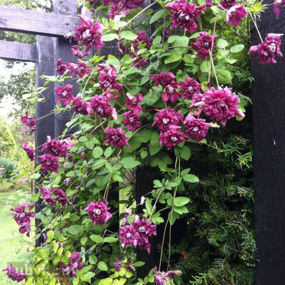 Клематис Пурпуреа Плена Элеганс (Purpurea Plena Elegans) купить с доставкой