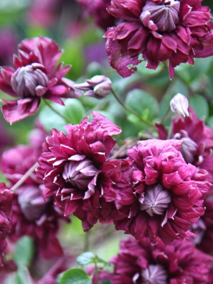 Клематис Пурпуреа Плена Элеганс (Purpurea Plena Elegans) купить с доставкой