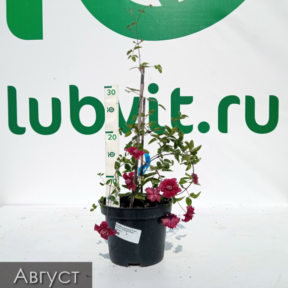 Клематис Пурпуреа Плена Элеганс (Purpurea Plena Elegans) купить с доставкой