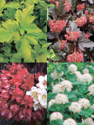 Пузыреплодник Ассортимент Пузыреплодник Ассортимент