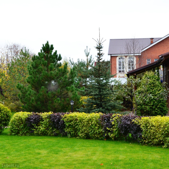 Пузыреплодник Ассортимент купить с доставкой