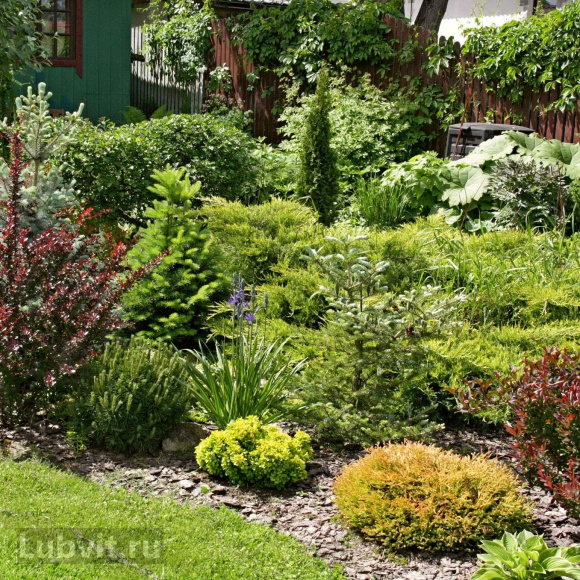 Пузыреплодник Ассортимент купить с доставкой