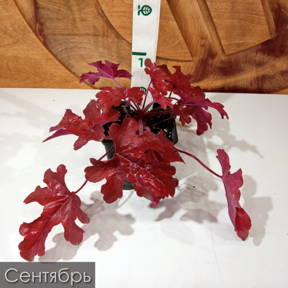 Гейхерелла Ред Ровер (Red Rover) купить с доставкой Гейхерелла Ред Ровер (Red Rover) купить с доставкой