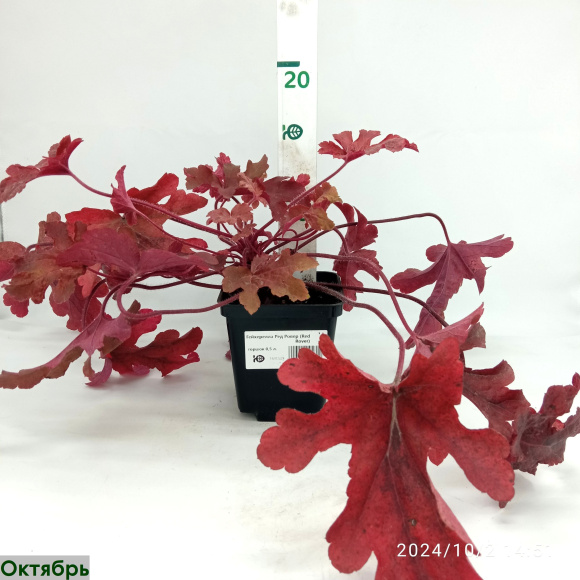 Гейхерелла Ред Ровер (Red Rover) купить с доставкой Гейхерелла Ред Ровер (Red Rover) купить с доставкой