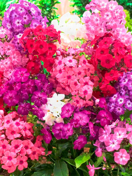 Флокс ассортимент купить с доставкой