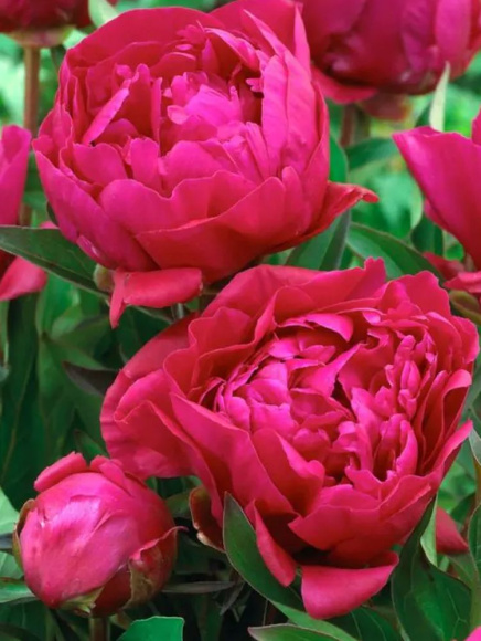 Пион Карл Розенфельд (Karl Rosenfield) купить с доставкой