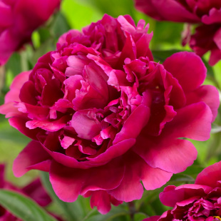 Пион Карл Розенфельд (Karl Rosenfield)