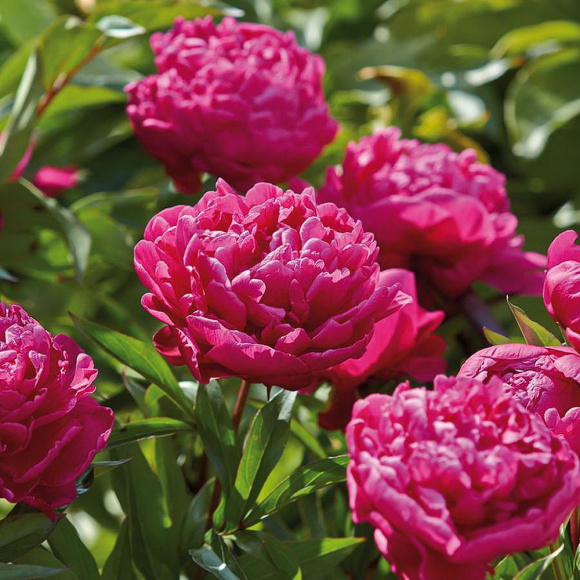 Пион Карл Розенфельд (Karl Rosenfield) купить с доставкой Пион Карл Розенфельд (Karl Rosenfield) купить с доставкой