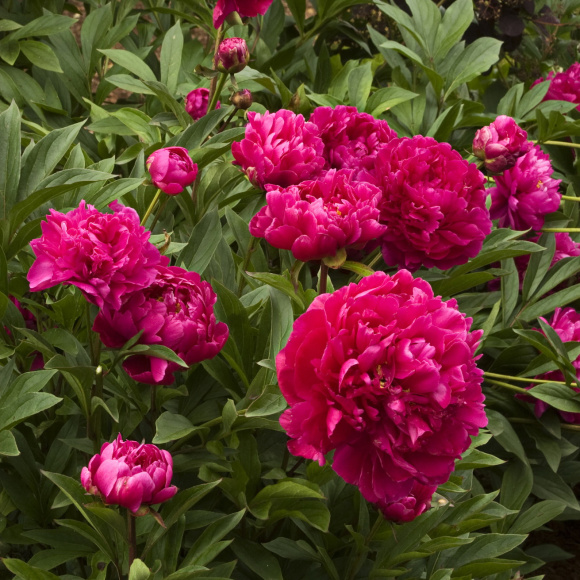 Пион Карл Розенфельд (Karl Rosenfield) купить с доставкой Пион Карл Розенфельд (Karl Rosenfield) купить с доставкой