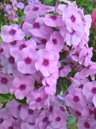 Флокс Чио-чио-сан