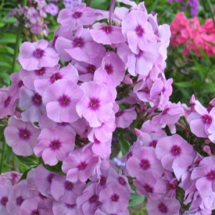 Флокс Чио-чио-сан