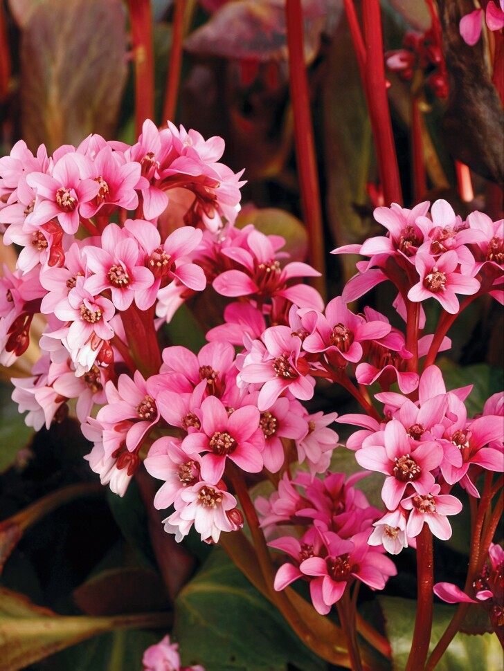 Бадан Пинк Драгонфлай (Pink Dragonfly) купить с доставкой