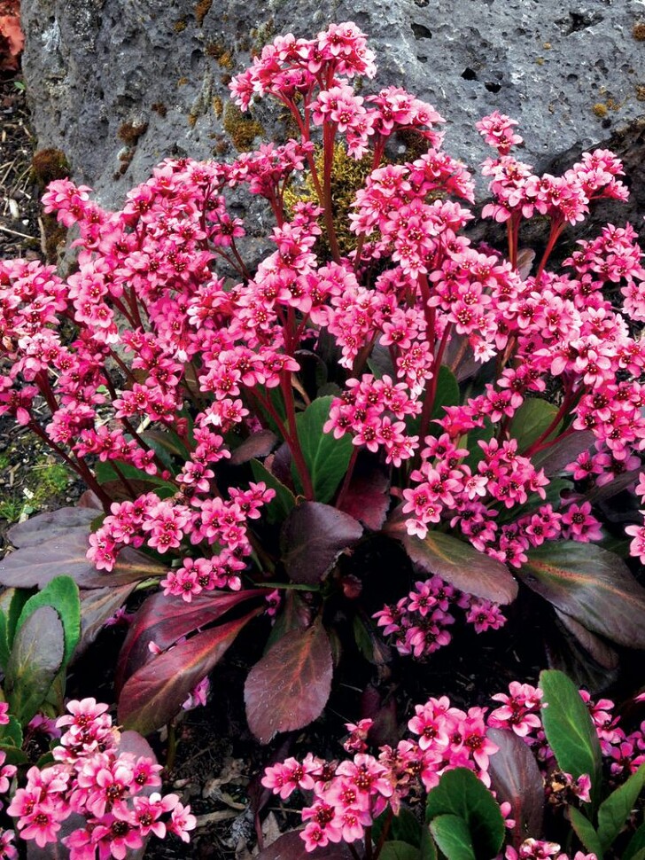 Бадан Пинк Драгонфлай (Pink Dragonfly) купить с доставкой