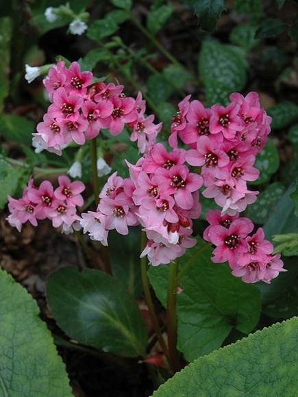 Бадан Пинк Драгонфлай (Pink Dragonfly) купить с доставкой