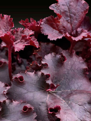 Гейхера Дарк Мистери (Dark Mystery)