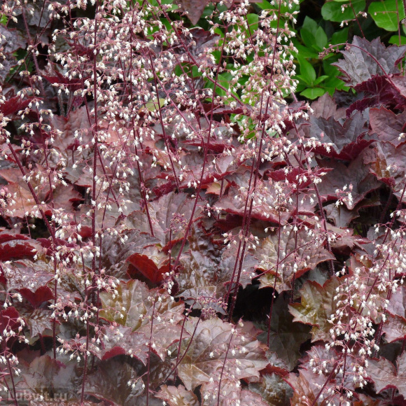 Гейхера Дарк Мистери (Dark Mystery) купить с доставкой