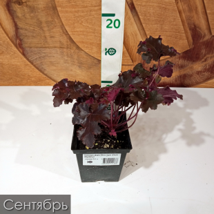 Гейхера Дарк Мистери (Dark Mystery)