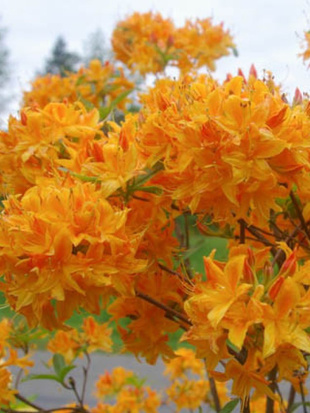 Рододендрон Голден Лайтс (Golden Lights) Рододендрон Голден Лайтс (Golden Lights)