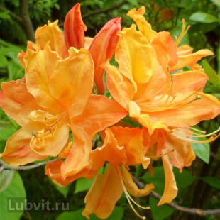 Рододендрон Голден Лайтс (Golden Lights)